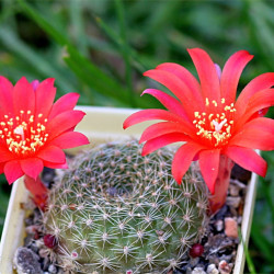 Babyplante mini plante cactus Rebutia minuscula floraison
