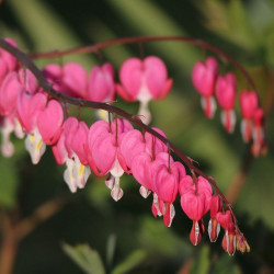 Dicentra spectabilis ou Lamprocapnos spectabilis, Coeur de Marie, Coeur-de-Jeannette, Coeur-Saignant
