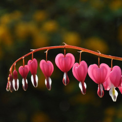 Dicentra spectabilis ou Lamprocapnos spectabilis, Coeur de Marie, Coeur-de-Jeannette, Coeur-Saignant