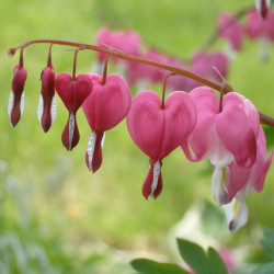 Dicentra spectabilis ou Lamprocapnos spectabilis, Coeur de Marie, Coeur-de-Jeannette, Coeur-Saignant