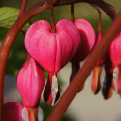 Dicentra spectabilis ou Lamprocapnos spectabilis, Coeur de Marie, Coeur-de-Jeannette, Coeur-Saignant