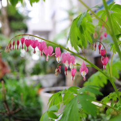 Dicentra spectabilis ou Lamprocapnos spectabilis, Coeur de Marie, Coeur-de-Jeannette, Coeur-Saignant
