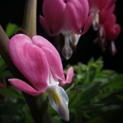 Dicentra spectabilis ou Lamprocapnos spectabilis, Coeur de Marie, Coeur-de-Jeannette, Coeur-Saignant