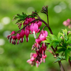Dicentra spectabilis ou Lamprocapnos spectabilis, Coeur de Marie, Coeur-de-Jeannette, Coeur-Saignant