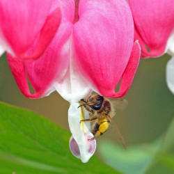 Dicentra spectabilis ou Lamprocapnos spectabilis, Coeur de Marie, Coeur-de-Jeannette, Coeur-Saignant
