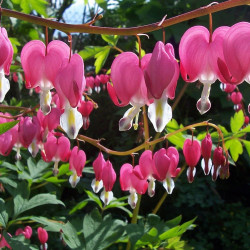Dicentra spectabilis ou Lamprocapnos spectabilis, Coeur de Marie, Coeur-de-Jeannette, Coeur-Saignant