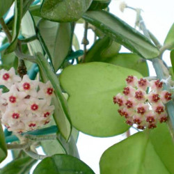 Hoya Kerrii, Plante de l’amour, Lucky Heart, Coeur Cactus, Fleurs de porcelaine, Fleurs de cire ou bien Hoya Valentin