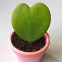 Hoya Kerrii, Plante de l’amour, Lucky Heart, Coeur Cactus, Fleurs de porcelaine, Fleurs de cire ou bien Hoya Valentin