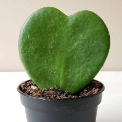 Hoya Kerrii, Plante de l’amour, Lucky Heart, Coeur Cactus, Fleurs de porcelaine, Fleurs de cire ou bien Hoya Valentin