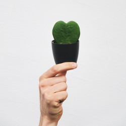 Hoya Kerrii, Plante de l’amour, Lucky Heart, Coeur Cactus, Fleurs de porcelaine, Fleurs de cire ou bien Hoya Valentin