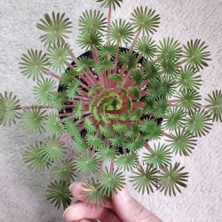 Oxalis palmifrons, faux trèfle feuilles de palmier, palmier miniature