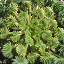 Oxalis palmifrons, faux trèfle feuilles de palmier, palmier miniature