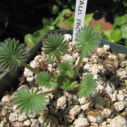 Oxalis palmifrons, faux trèfle feuilles de palmier, palmier miniature