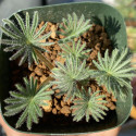 Oxalis palmifrons, faux trèfle feuilles de palmier, palmier miniature