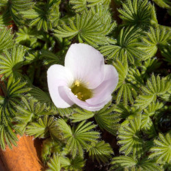 Oxalis palmifrons, faux trèfle feuilles de palmier, palmier miniature, foraison