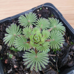 Oxalis palmifrons, faux trèfle feuilles de palmier, palmier miniature