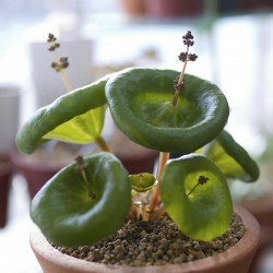 Crassula umbella, coupe de vin, wine cup, succulente plante grasse
