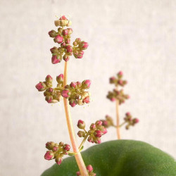 Crassula umbella, fleurs, coupe de vin, wine cup, succulente plante grasse