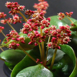 Crassula umbella, floraison, coupe de vin, wine cup, succulente plante grasse