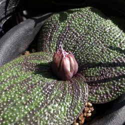 Massonia pustulata, Massone pustuleuse, Massonia boursouflée, graines, semis, floraison, fleurs, famille des Asparagacées