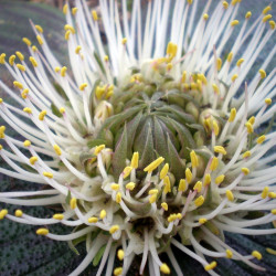 Massonia pustulata, Massone pustuleuse, Massonia boursouflée, graines, semis, floraison, fleurs, famille des Asparagacées
