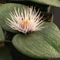 Massonia pustulata, Massone pustuleuse, Massonia boursouflée, graines, semis, floraison, fleurs, famille des Asparagacées
