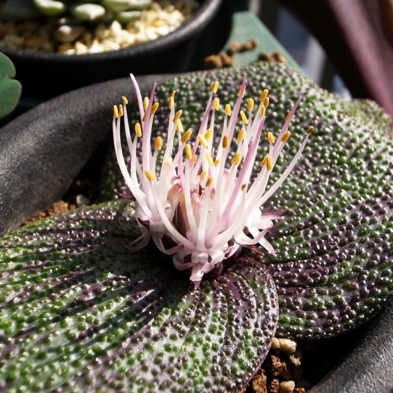 Massonia pustulata, Massone pustuleuse, Massonia boursouflée, graines, semis, floraison, fleurs, famille des Asparagacées
