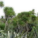 Cordyline australis, Giant dracanea, Cabbage tree, Dracanea australe, ti kouka, Agavaceae