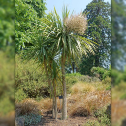 Cordyline australis, Giant dracanea, Cabbage tree, Dracanea australe, ti kouka, Agavaceae