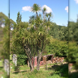 Cordyline australis, Giant dracanea, Cabbage tree, Dracanea australe, ti kouka, Agavaceae
