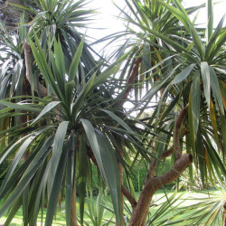 Cordyline australis, Giant dracanea, Cabbage tree, Dracanea australe, ti kouka, Agavaceae