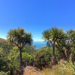 Cordyline australis, Giant dracanea, Cabbage tree, Dracanea australe, ti kouka, Agavaceae