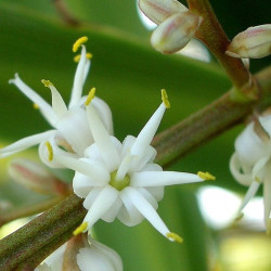 Cordyline australis, Giant dracanea, Cabbage tree, Dracanea australe, ti kouka, Agavaceae, fleurs, floraison