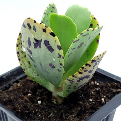 Kalanchoe marmorata, Kalanchoe marbré, graines, seeds, Penwiper plant, Crassulaceae