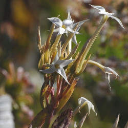 Kalanchoe marmorata, Kalanchoe marbré, graines, seeds, Penwiper plant, Crassulaceae