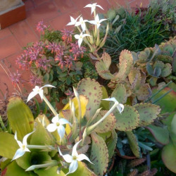 Kalanchoe marmorata, Kalanchoe marbré, graines, seeds, Penwiper plant, Crassulaceae