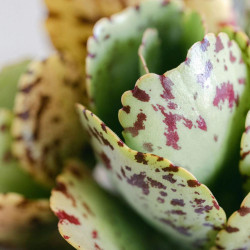 Kalanchoe marmorata, Kalanchoe marbré, graines, seeds, Penwiper plant, Crassulaceae