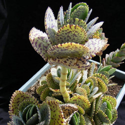 Kalanchoe marmorata, Kalanchoe marbré, graines, seeds, Penwiper plant, Crassulaceae