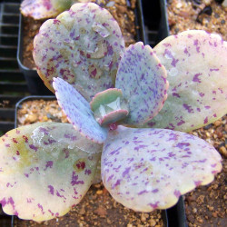Kalanchoe marmorata, Kalanchoe marbré, graines, seeds, Penwiper plant, Crassulaceae