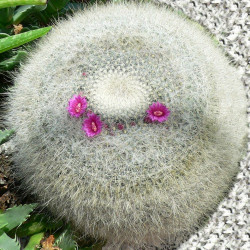 graines Mammillaria hahniana, seeds, mamillaire tête-de-vieillard, cactus, succulentes, Cactaceae