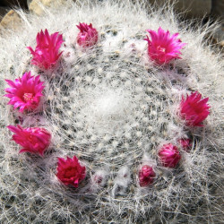 graines Mammillaria hahniana, seeds, mamillaire tête-de-vieillard, cactus, succulentes, Cactaceae