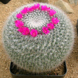 graines Mammillaria hahniana, seeds, mamillaire tête-de-vieillard, cactus, succulentes, Cactaceae