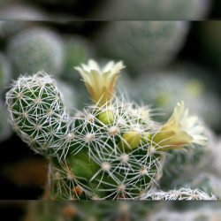 Mammillaria gracilis, cactus mamillaire, Cactaceae, dé à coudre, épines radiales blanches, petites fleurs jaune pâle