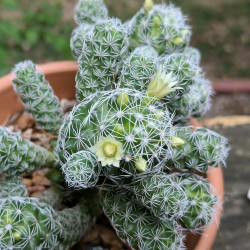 Mammillaria gracilis, cactus mamillaire, Cactaceae, dé à coudre, épines radiales blanches, petites fleurs jaune pâle