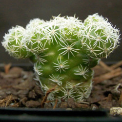 Mammillaria gracilis, cactus mamillaire, Cactaceae, dé à coudre, épines radiales blanches, petites fleurs jaune pâle
