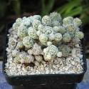 Mammillaria gracilis, cactus mamillaire, Cactaceae, dé à coudre, épines radiales blanches, petites fleurs jaune pâle