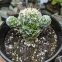 Mammillaria gracilis, cactus mamillaire, Cactaceae, dé à coudre, épines radiales blanches, petites fleurs jaune pâle