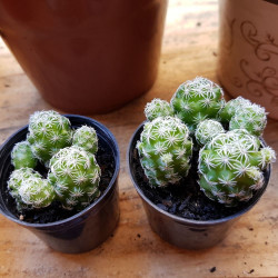 Mammillaria gracilis, cactus mamillaire, Cactaceae, dé à coudre, épines radiales blanches, petites fleurs jaune pâle