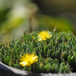 graines Bergeranthus multiceps seeds Mesembryanthemum multiceps Aizoaceae Bergeranthus firmus