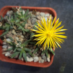 graines Bergeranthus multiceps seeds Mesembryanthemum multiceps Aizoaceae Bergeranthus firmus